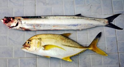 DSC_2317.JPG