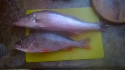 WP_20160917_005.jpg