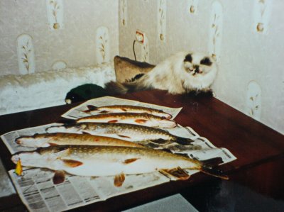 Саба-рыбачка..jpg