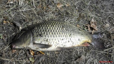 IMG_20160924_130434.jpg