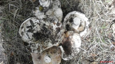 IMG_20160924_130217.jpg
