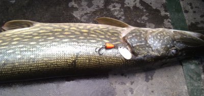 IMG_20110502_115838_.jpg