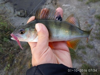 IMG_20161001_073434.jpg