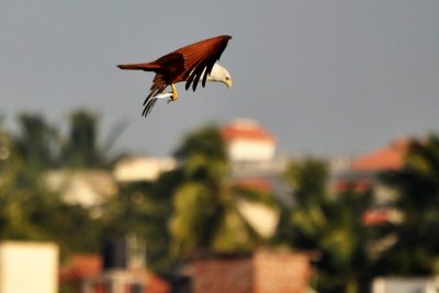 DSC_6228.JPG