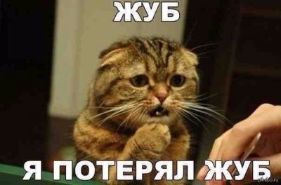 жуб.jpg