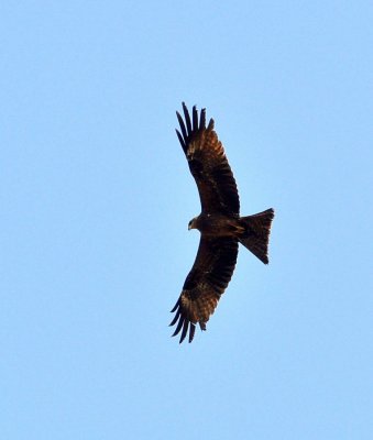 DSC_1105.JPG