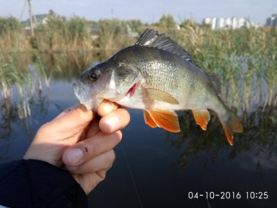 IMG_20161004_102556.jpg