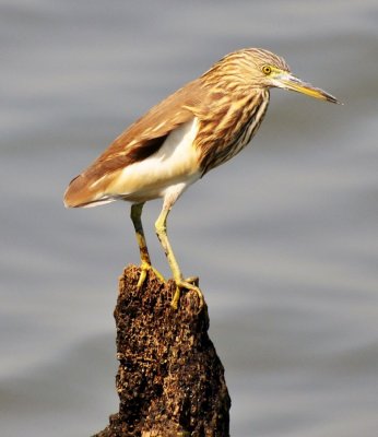 DSC_4961.JPG