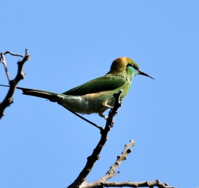 DSC_4003.JPG