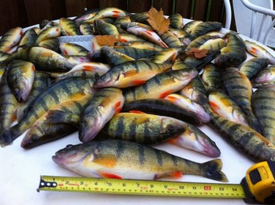 Fall Simcoe Perch.JPG