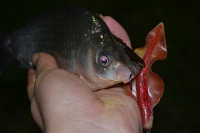 DSC_1066.JPG