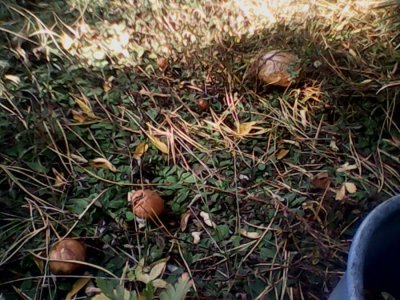 IMG0616A.jpg