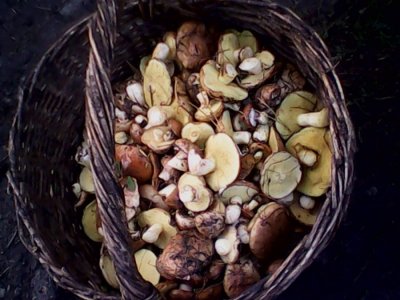 IMG0617A.jpg
