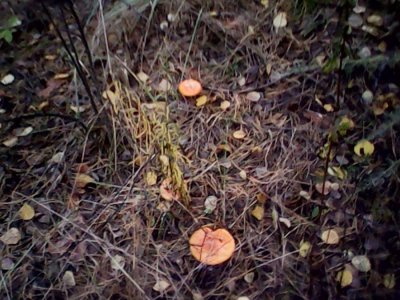 IMG0614A.jpg