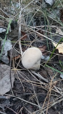 DSC_1798.JPG