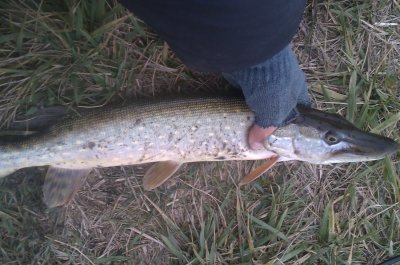 IMAG0668.jpg