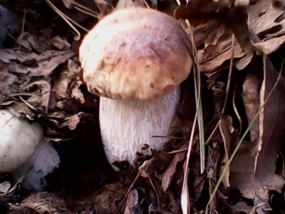 IMG0628A.jpg