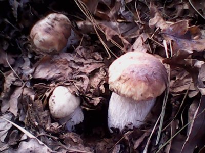 IMG0629A.jpg