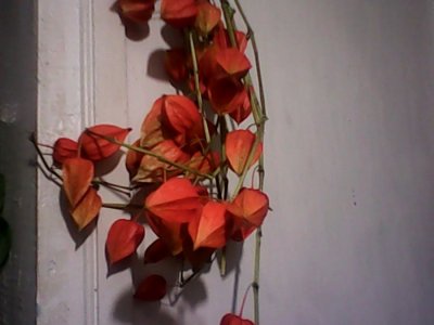 IMG0633A.jpg