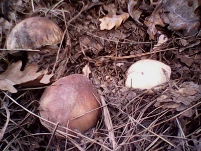IMG0635A.jpg