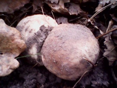 IMG0637A.jpg