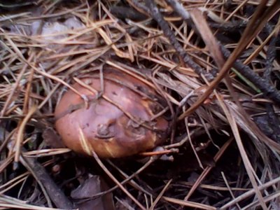 IMG0638A.jpg