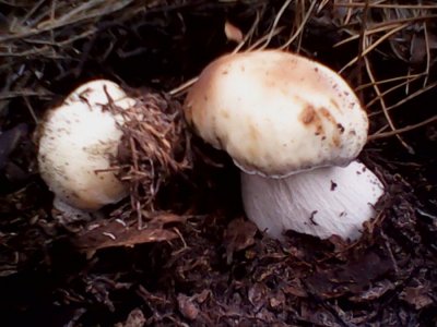 IMG0639A.jpg