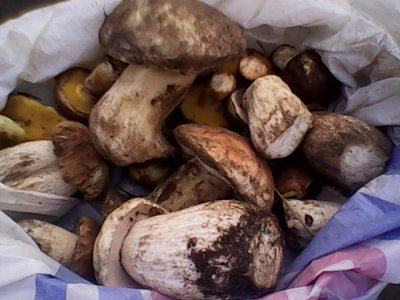 IMG0641A.jpg