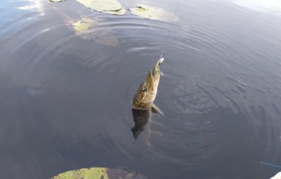PA285730.JPG