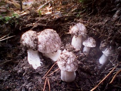 IMG0642A.jpg