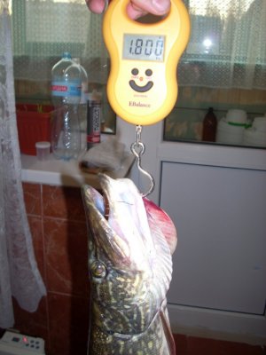 DSCN0966.JPG
