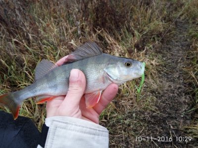 IMG_20161110_102925.jpg