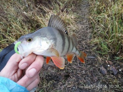 IMG_20161110_103732.jpg