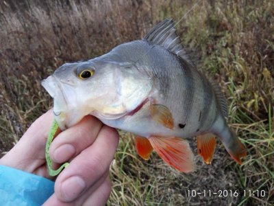 IMG_20161110_111032.jpg