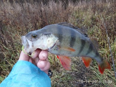 IMG_20161110_130206.jpg