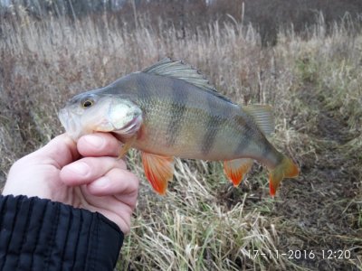 IMG_20161117_122052.jpg