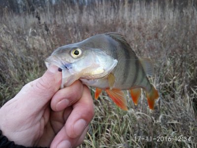IMG_20161117_123406.jpg