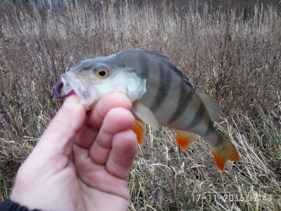 IMG_20161117_124338.jpg