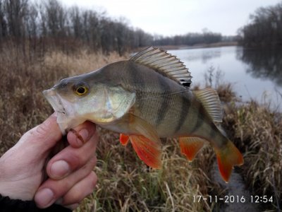 IMG_20161117_125411.jpg