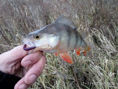 IMG_20161117_130818.jpg