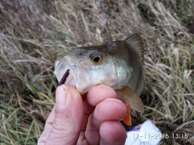 IMG_20161117_131507.jpg