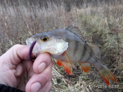 IMG_20161117_131743.jpg