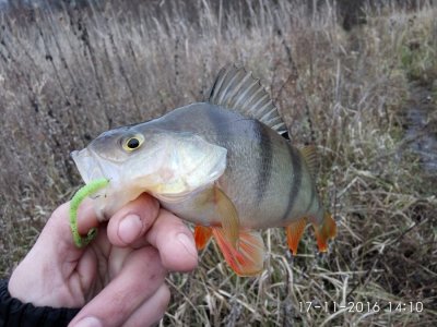 IMG_20161117_141001.jpg