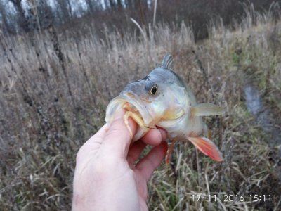 IMG_20161117_151116.jpg