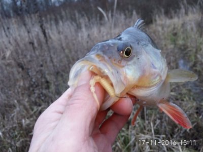 IMG_20161117_151121.jpg