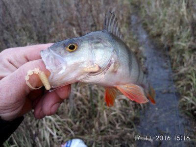 IMG_20161117_151602.jpg