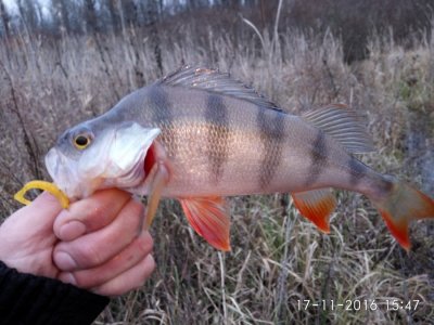IMG_20161117_154709.jpg