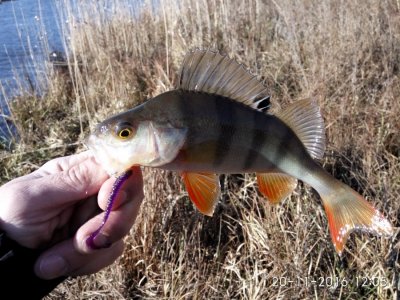 IMG_20161120_120504.jpg