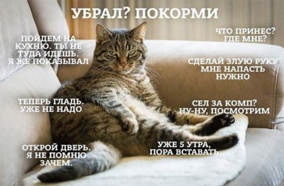 что хочетт кот.jpg