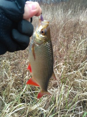 IMG_20161127_110443.jpg